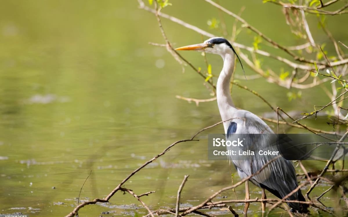 Illustration de l'événement : Balade photo: les oiseaux au petit matin au bord du lac