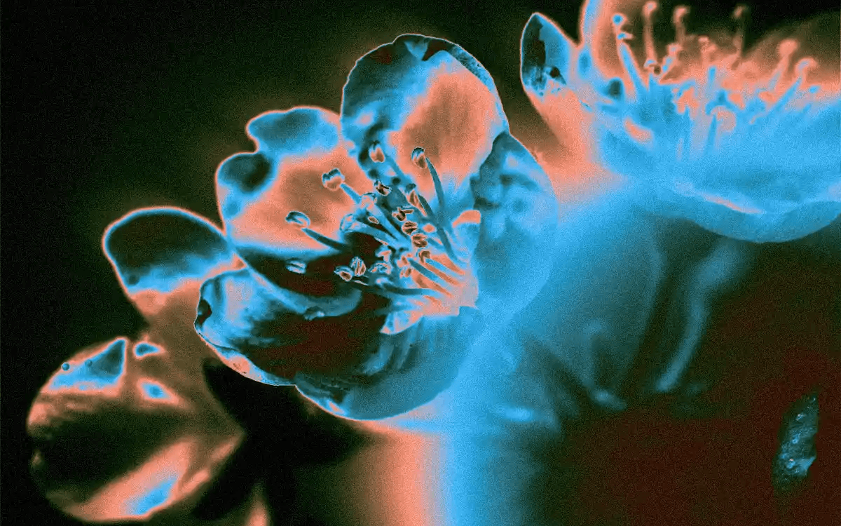 Illustration de l'événement : Distraction / Fantasia Malware / Nuit blanche - Jardin des Traverses