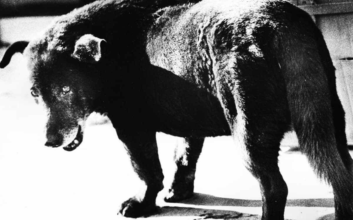 Illustration de l'événement : Daido Moriyama - Lettres d'amour à la photographie / Nuits Balnéaires - Eboro