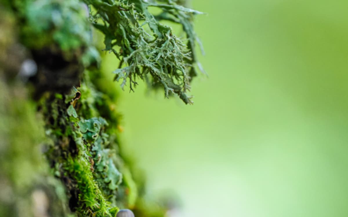 Illustration de l'événement : Promenade dans le monde des lichens