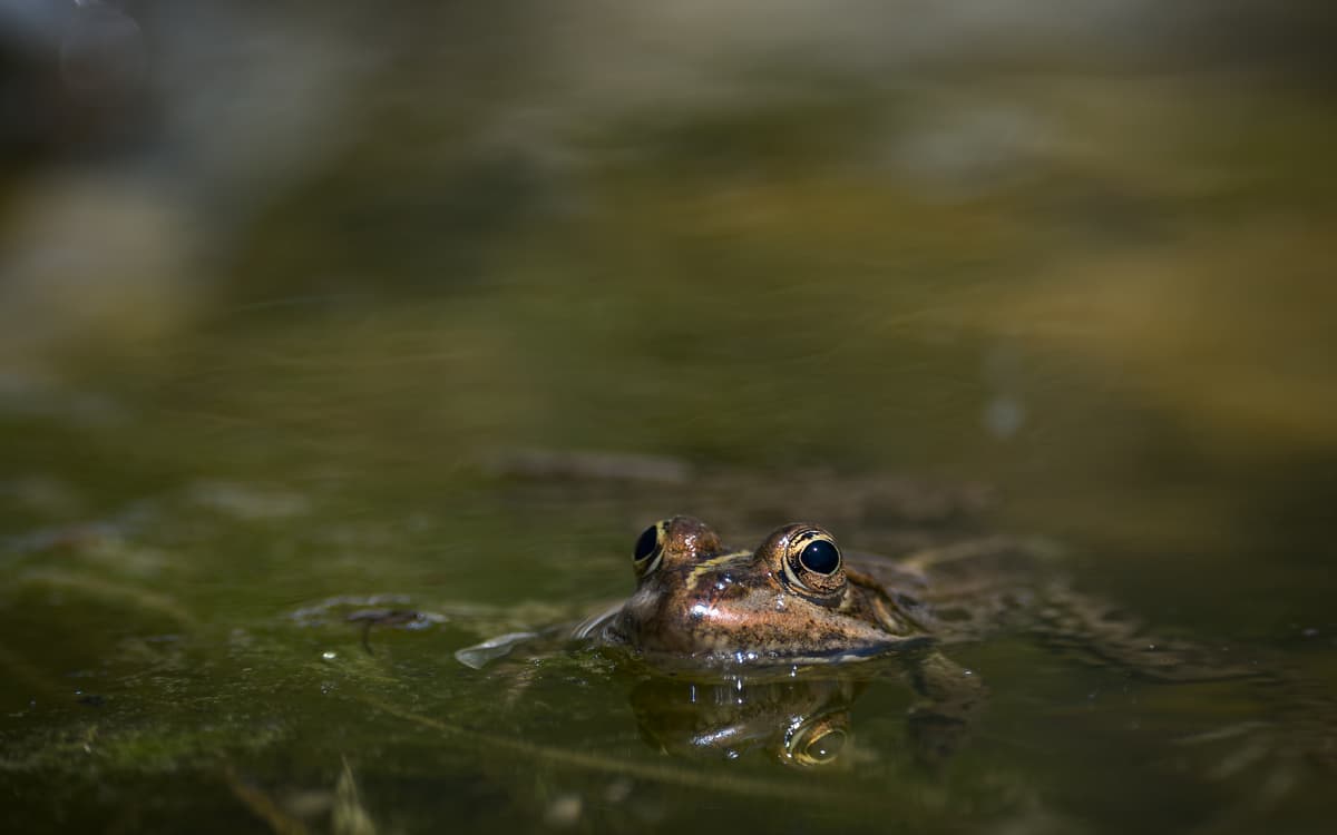 Illustration de l'événement : Ecologie des amphibiens au Jardin Sauvage Saint-Vincent