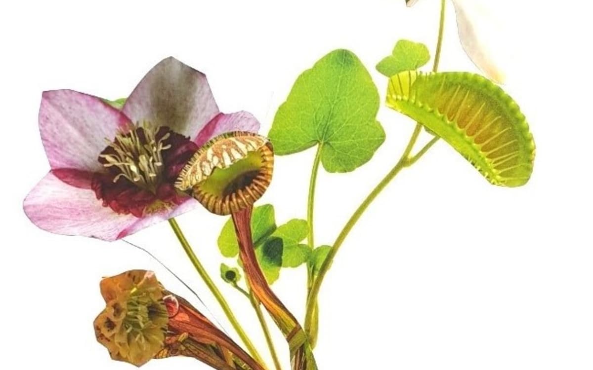 Illustration de l'événement : Atelier collage Herbier imaginaire