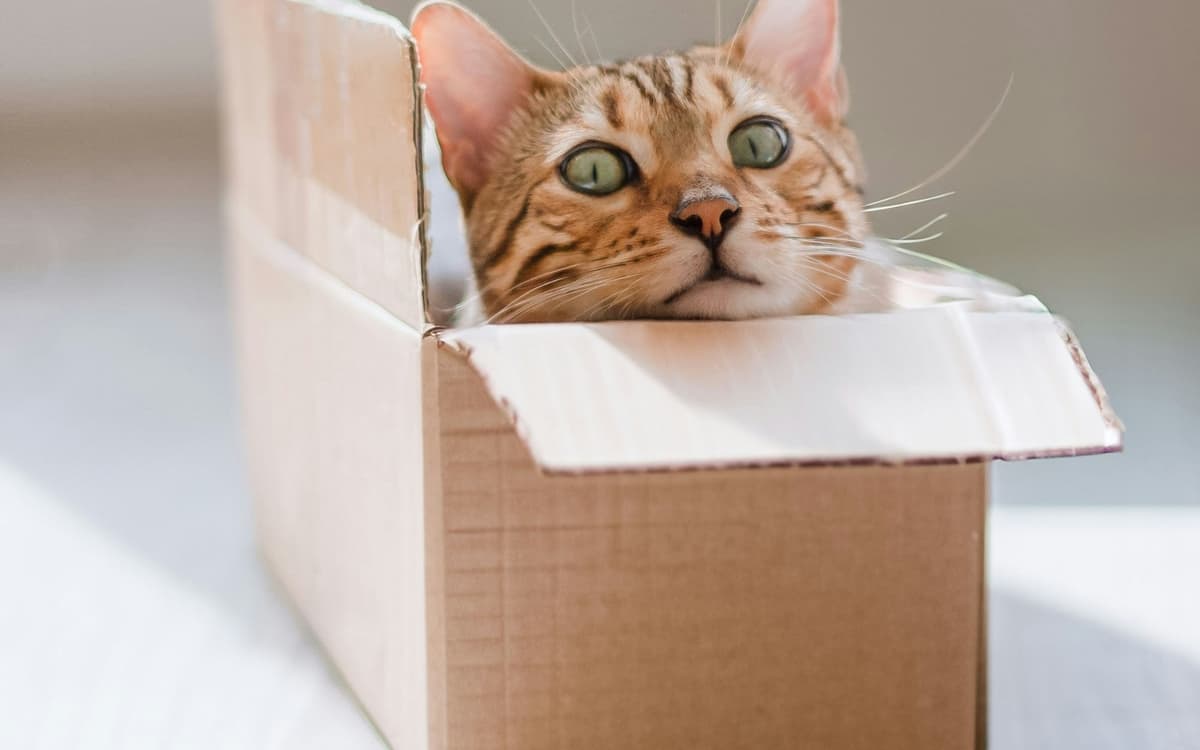 Illustration de l'événement : Atelier de création de jouets pour chats