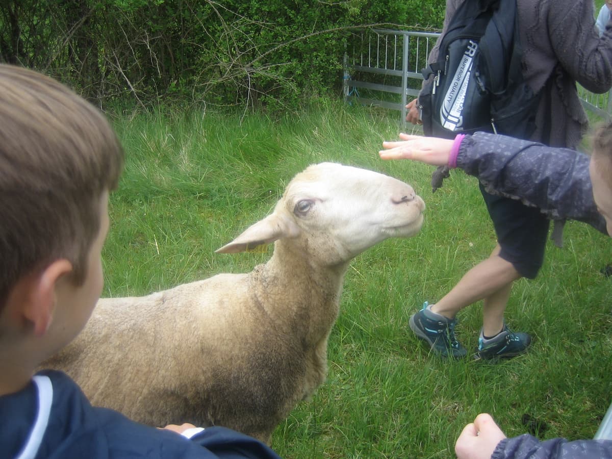 Illustration de l'événement : Mouton Challenge au Marais de Bonnefont