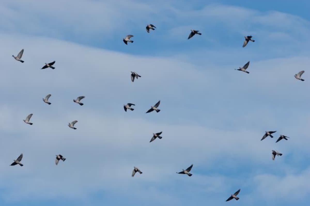 Illustration de l'événement : Observer les oiseaux migrateurs sur la Corniche basque