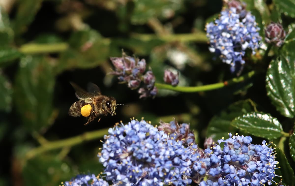 Illustration de l'événement : Découverte des abeilles