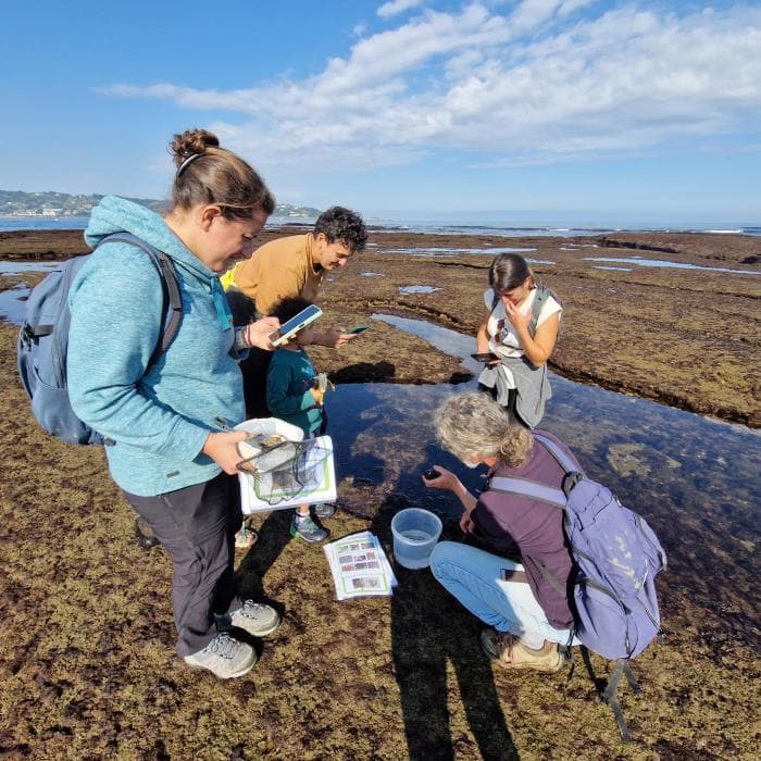 Illustration de l'événement : Observateurs du Littoral : découvrez la richesse de la biodiversité de l’estran rocheux.