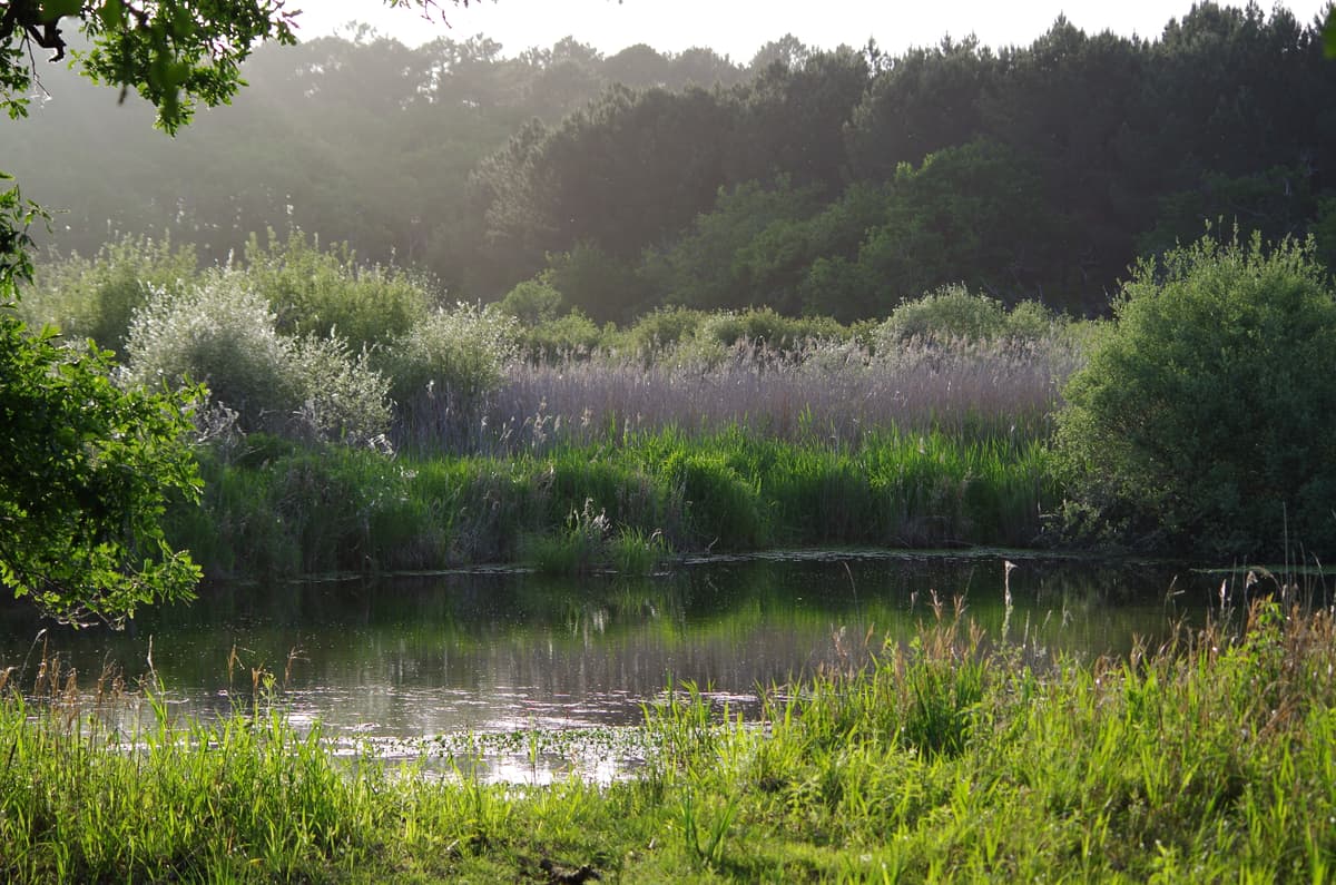 Illustration de l'événement : Balade nature - Entre lac et marais
