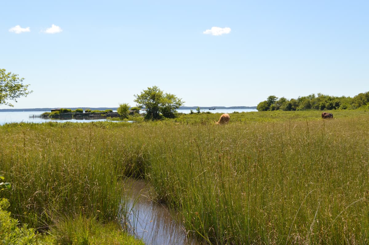 Illustration de l'événement : Découverte des prairies au bord du lac de Parentis