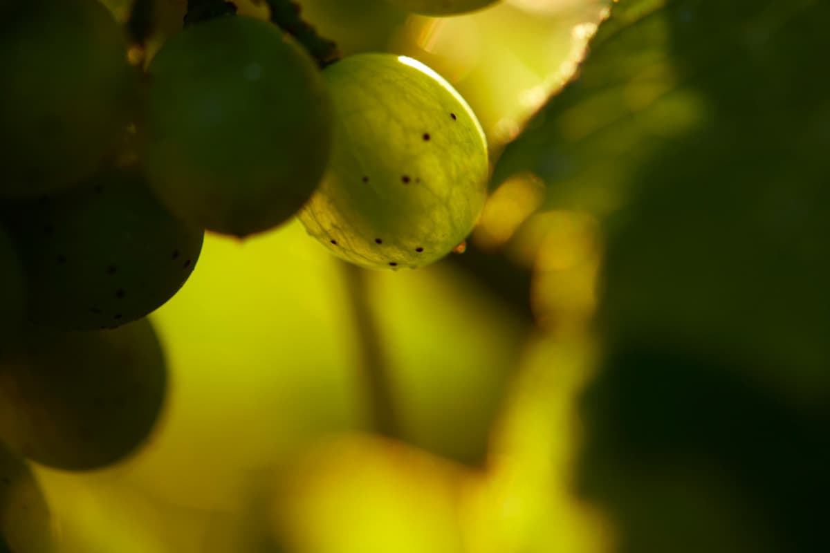 Illustration de l'événement : Vignoble des Verdots | Rencontre avec le vigneron