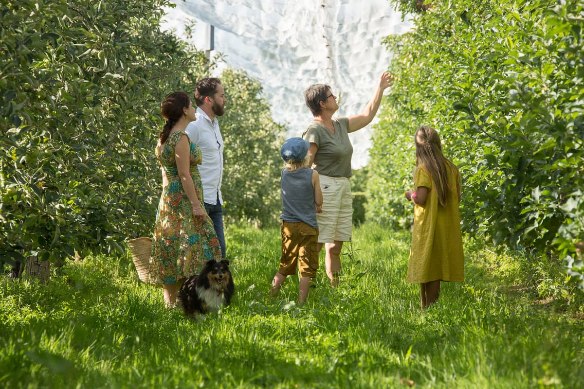 Illustration de l'événement : Visite de vergers de pommes