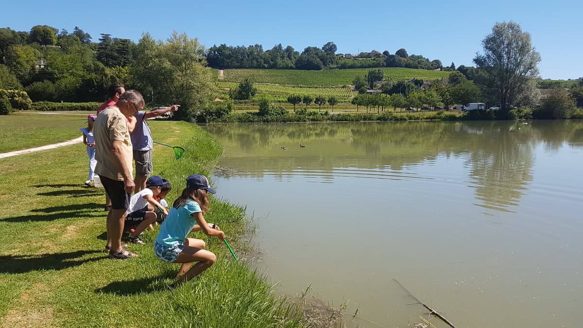 Illustration de l'événement : Atelier des p'tits curieux "Les petites bêtes dans l'eau"