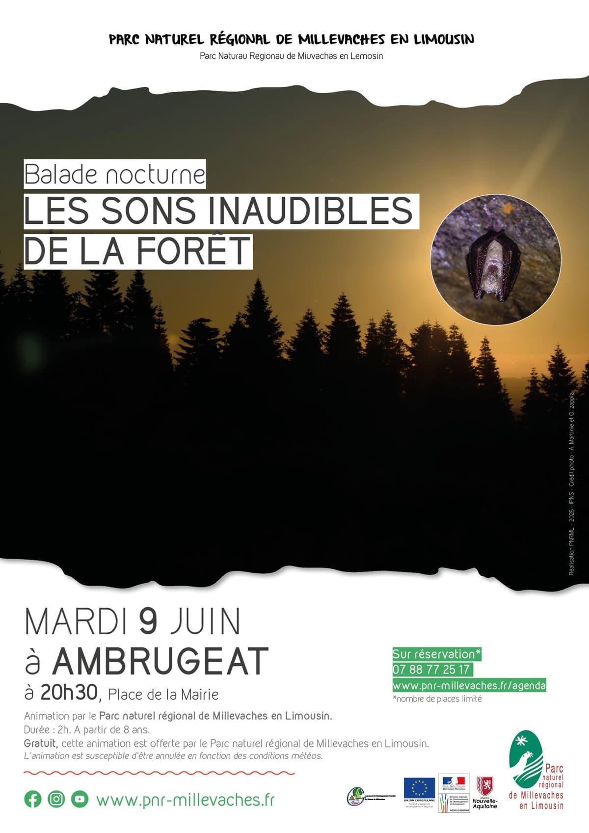Illustration de l'événement : Balade nocturne : les sons inaudibles de la forêt