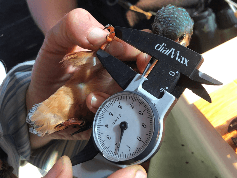 Illustration de l'événement : Bague à la patte à Terres d'Oiseaux