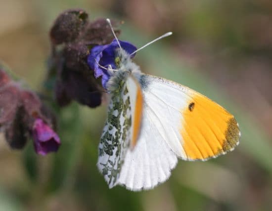 Illustration de l'événement : Tourbière des Dauges : le papillon blanc annonce le printemps ?