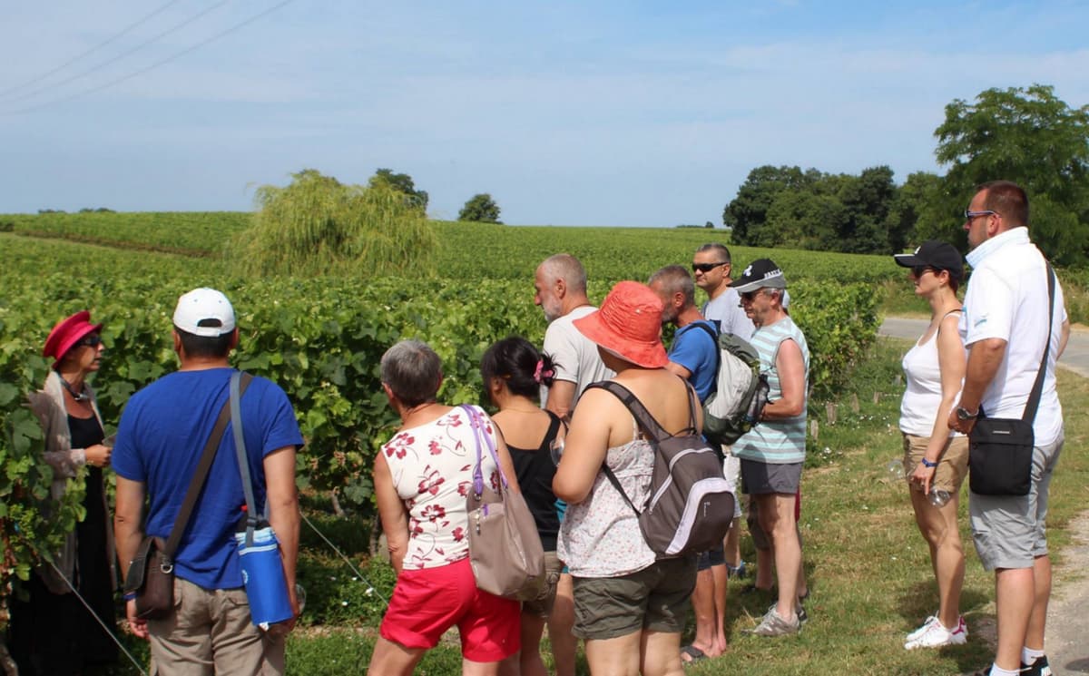 Illustration de l'événement : Balade commentée dans le vignoble du Château Tour Castillon
