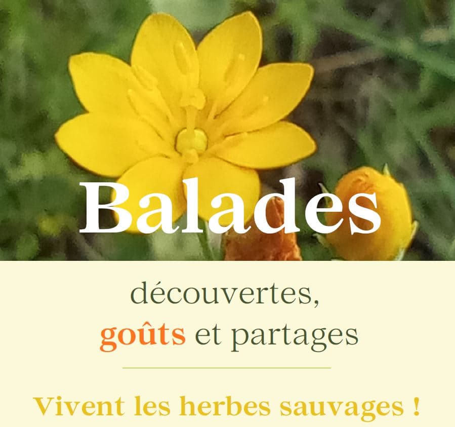Illustration de l'événement : La table sauvage au Domaine les Hauts de Riquets