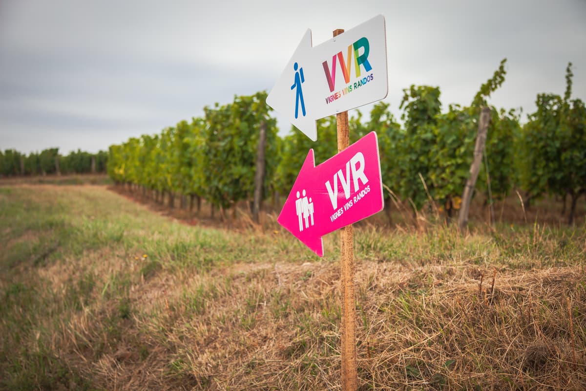 Illustration de l'événement : Vignes, Vins, Randos (Saumur-Vienne)