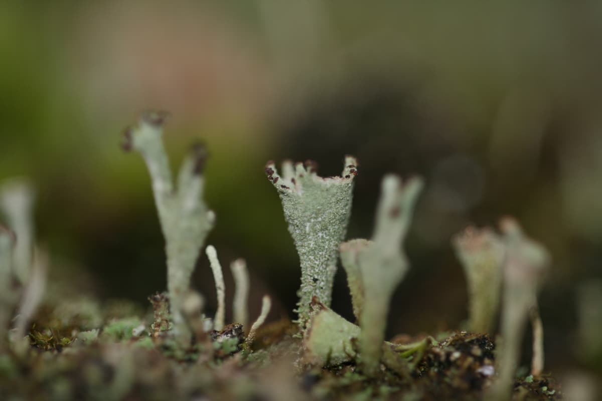 Illustration de l'événement : Formation Champignons