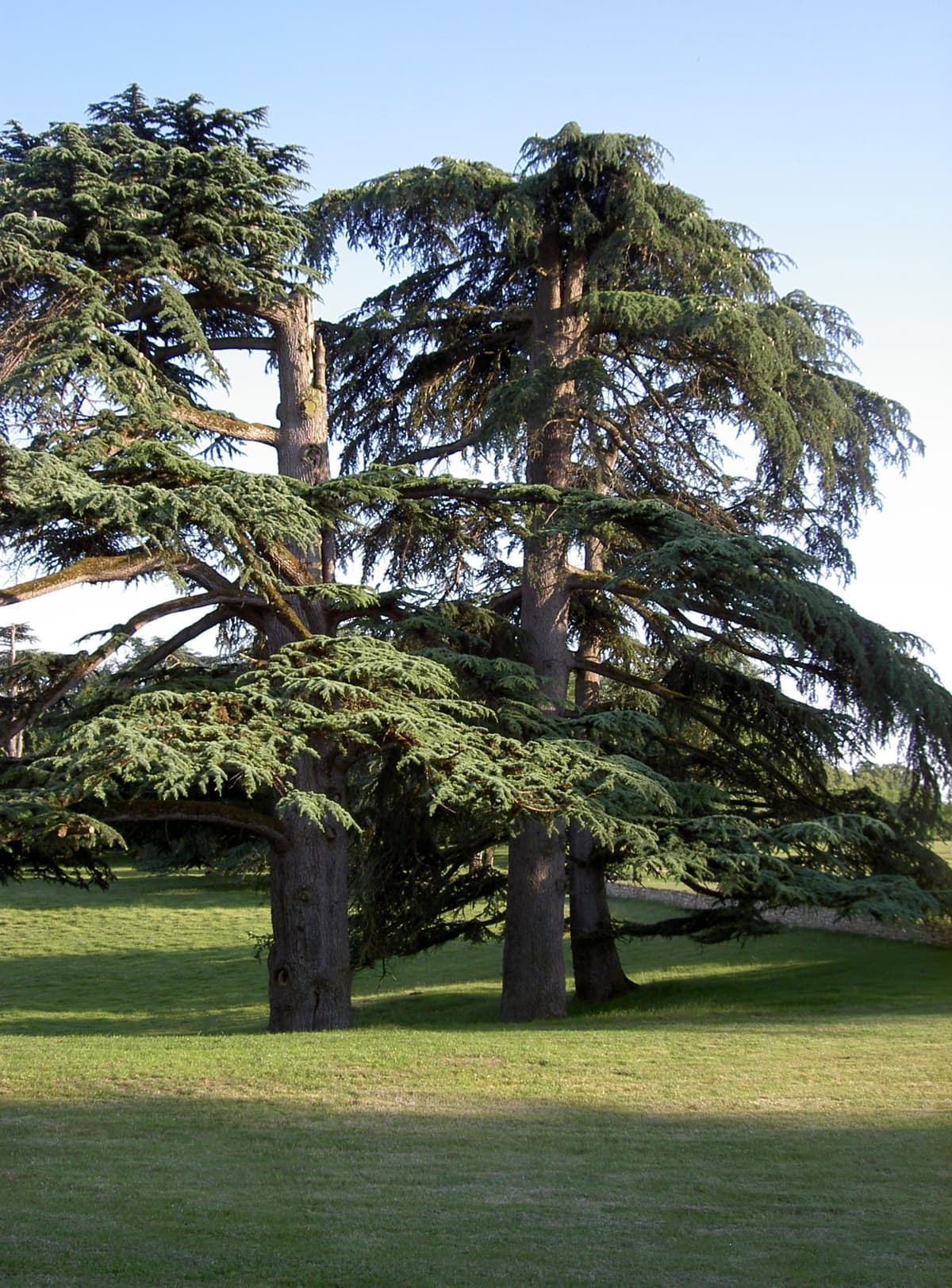 Illustration de l'événement : Rendez-vous aux jardins : Château Pierrail