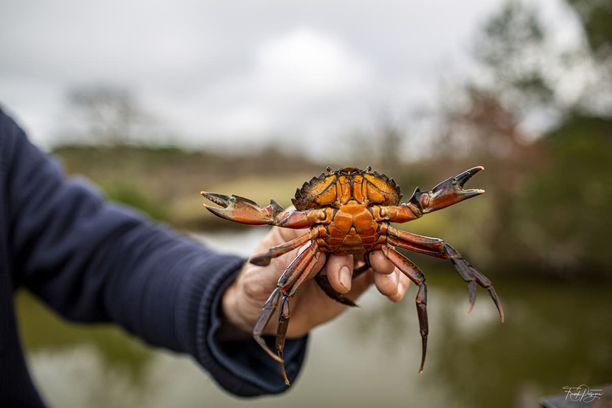 Illustration de l'événement : Pêche aux crabes
