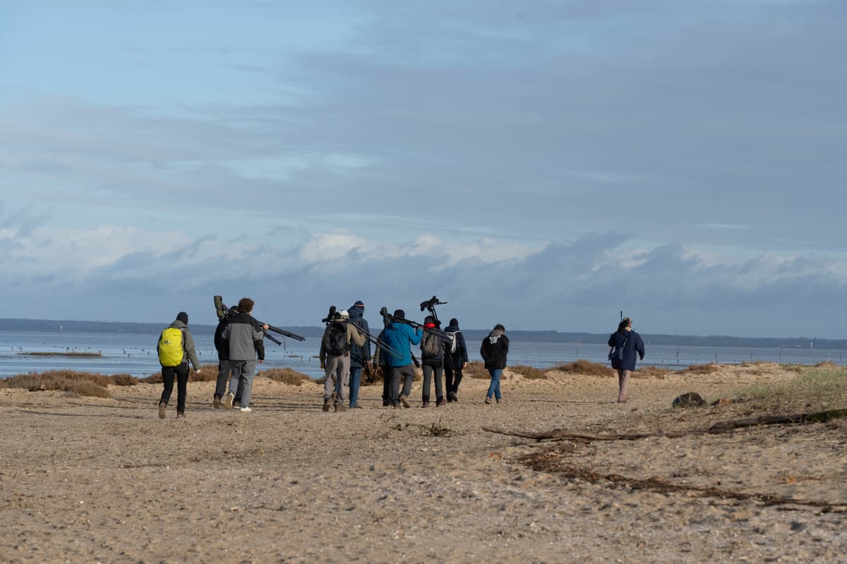 Illustration de l'événement : Formation aux oiseaux du littoral : weekend oiseaux migrateurs