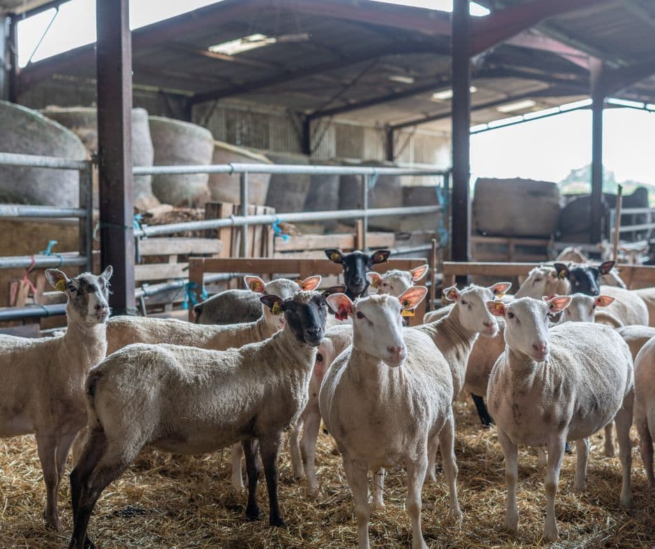 Illustration de l'événement : Visite de la Ferme Périvier : traditions et terroir à Saint-Pierre-de-Maillé