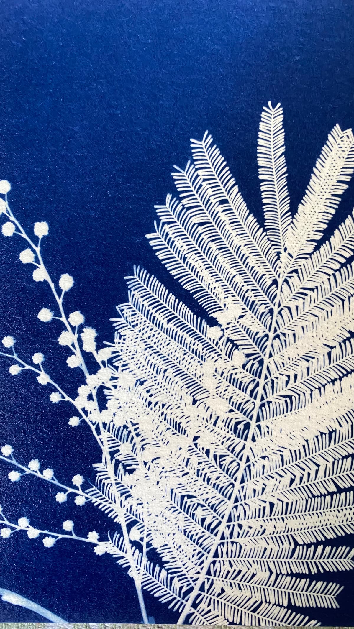 Illustration de l'événement : Atelier cyanotypes