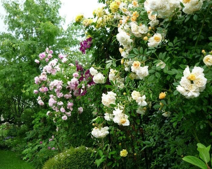 Illustration de l'événement : Jardin des Tonnelles et des Roses - Rendez-vous aux jardins