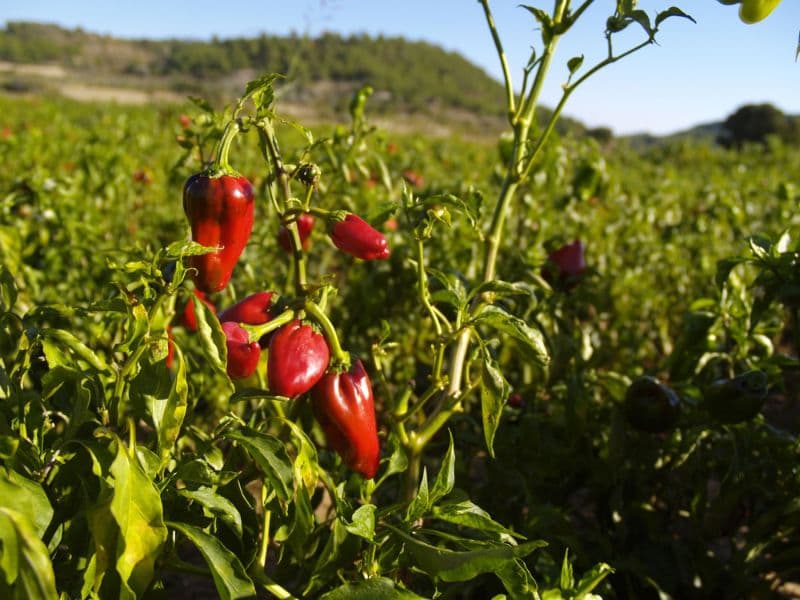 Illustration de l'événement : Savoir-faire au rendez-vous : Piments et moutardes du Périgord