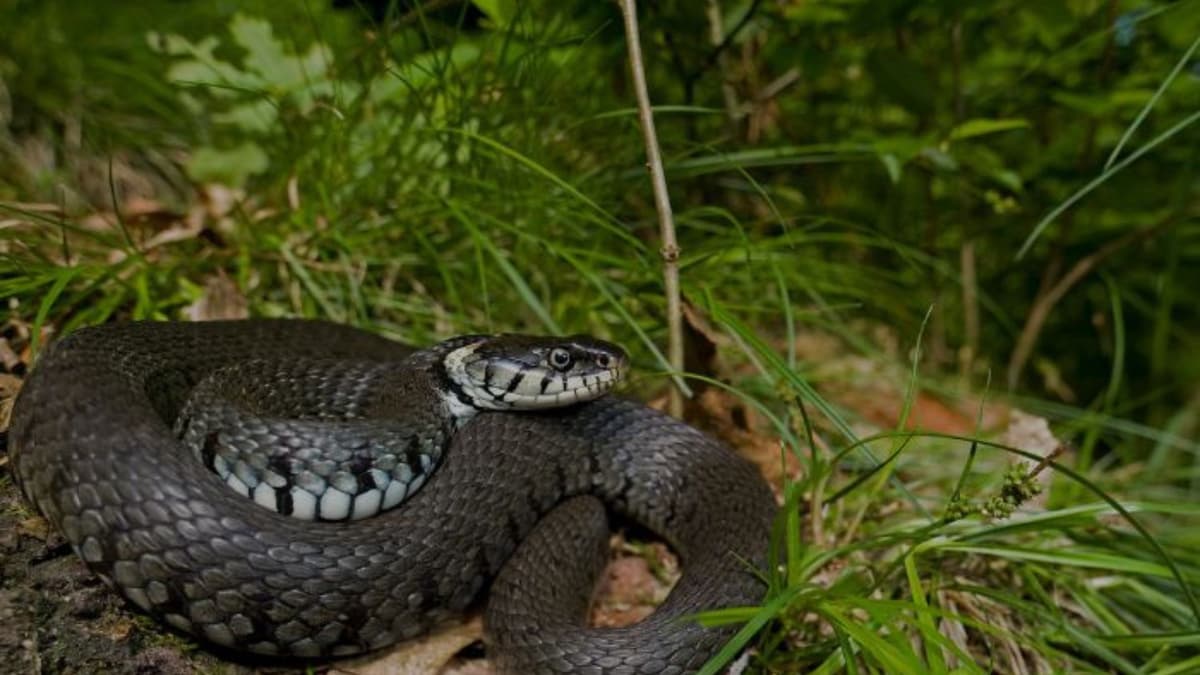 Illustration de l'événement : Les reptiles de la Saligue