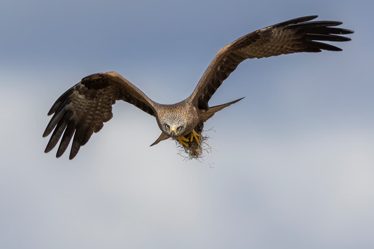 Illustration de l'événement : Au plus près des oiseaux nicheurs