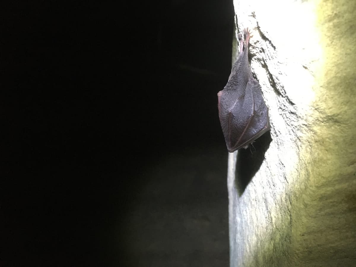 Illustration de l'événement : Nuit de la Chauve-Souris au viaduc de Rocherolles