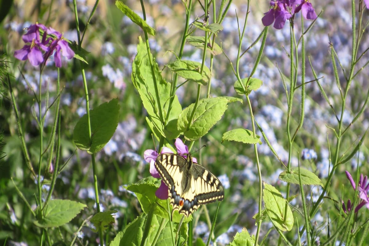 Illustration de l'événement : Se vois jusqu'au cœur, RDV aux Jardins