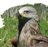 Illustration de l'événement : A la découverte des rapaces pyrénéens - Sortie CPIE