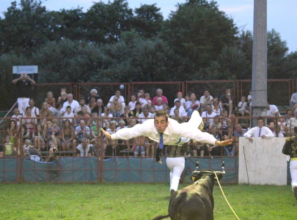 Illustration de l'événement : Courses de vaches landaises