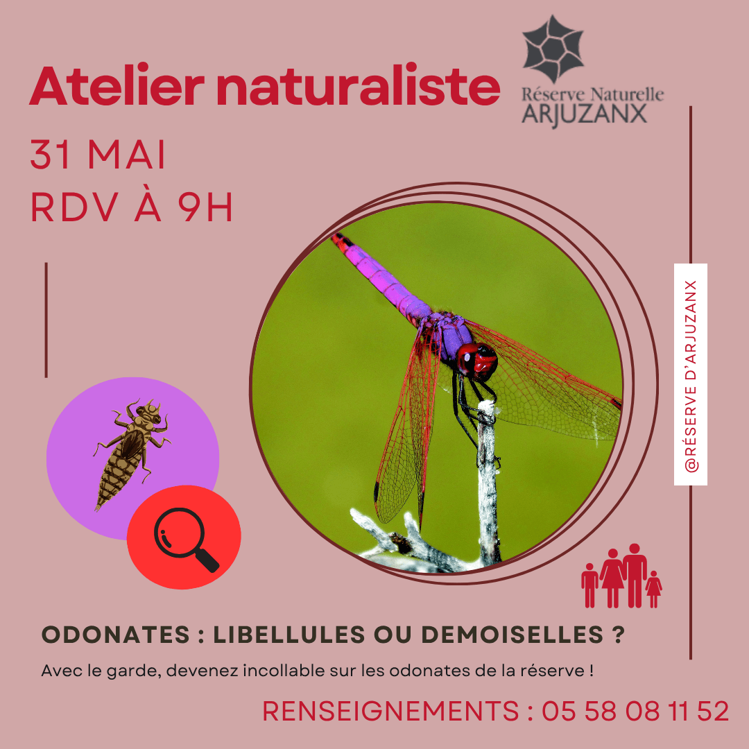 Illustration de l'événement : Odonates : Libellules ou Demoiselles