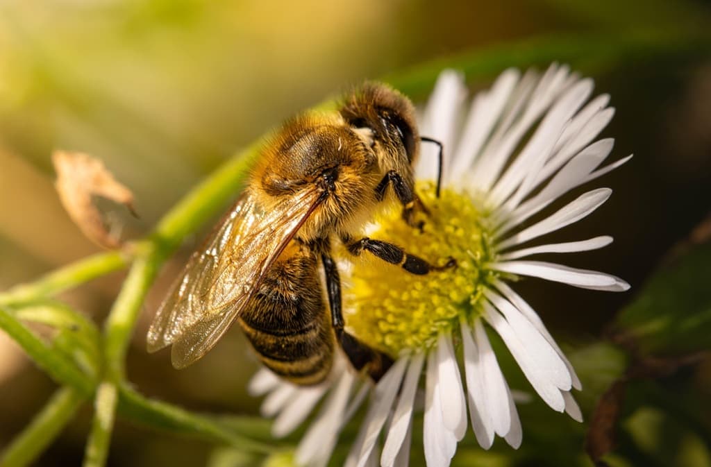 Illustration de l'événement : Eté actif | A la rencontre des abeilles | Lac de Gurson