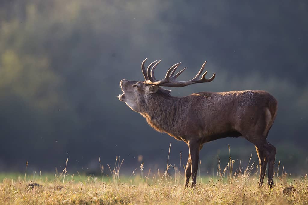 Illustration de l'événement : Sortie avec la maison de la nature - Brame du cerf