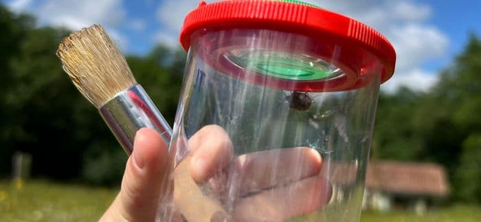 Illustration de l'événement : Animation nature en famille : Insectes à la loupe