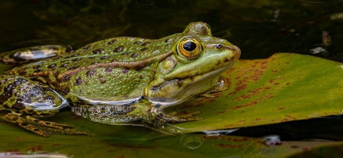 Illustration de l'événement : Animation nature en famille : Enquête de Gribouille