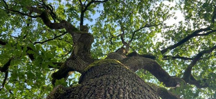 Illustration de l'événement : Animation nature en famille : Les murmures du vieux chêne