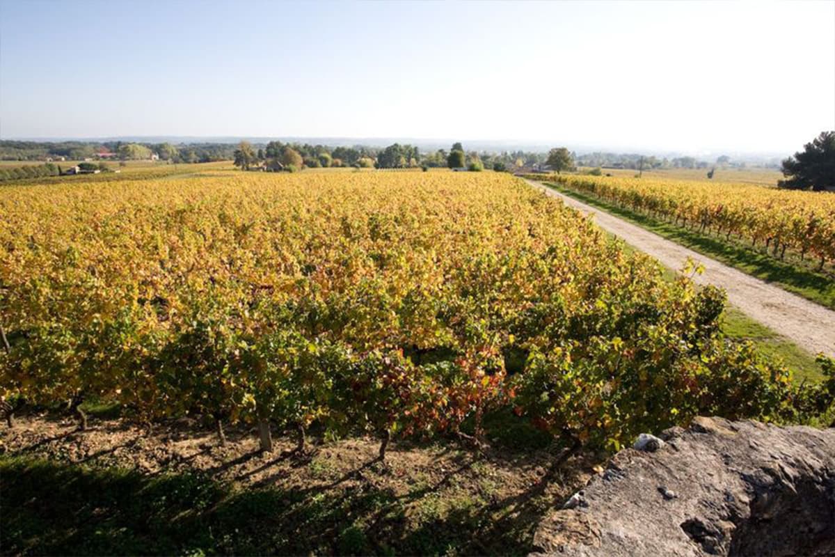 Illustration de l'événement : Dégustation gourmande | Domaine du Haut Pécharmant