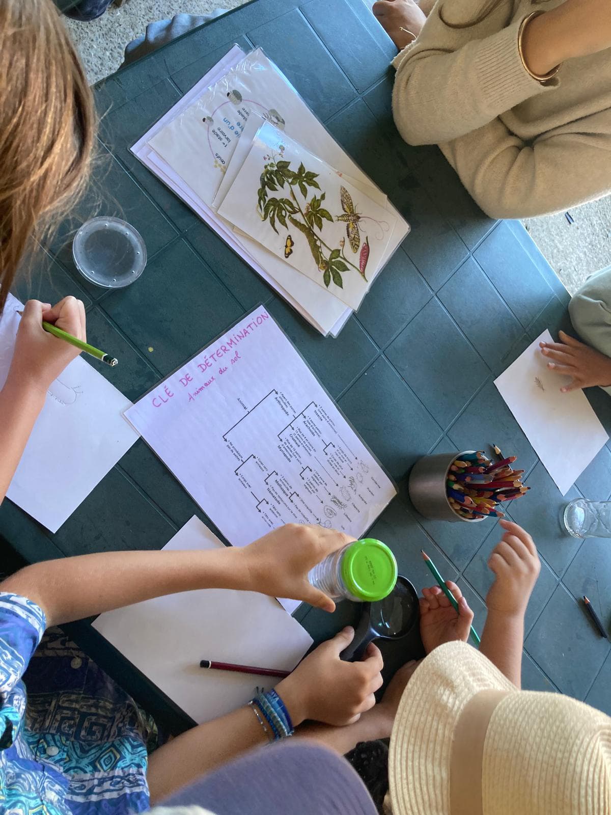 Illustration de l'événement : Atelier "En[quête] d’insectes"