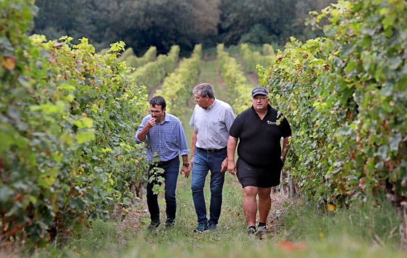 Illustration de l'événement : Visite de la Cave des Vignerons de Tursan