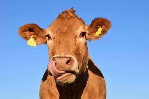 Illustration de l'événement : Comice Agricole de Cancon - 27ème Foire aux Vaches Grasses