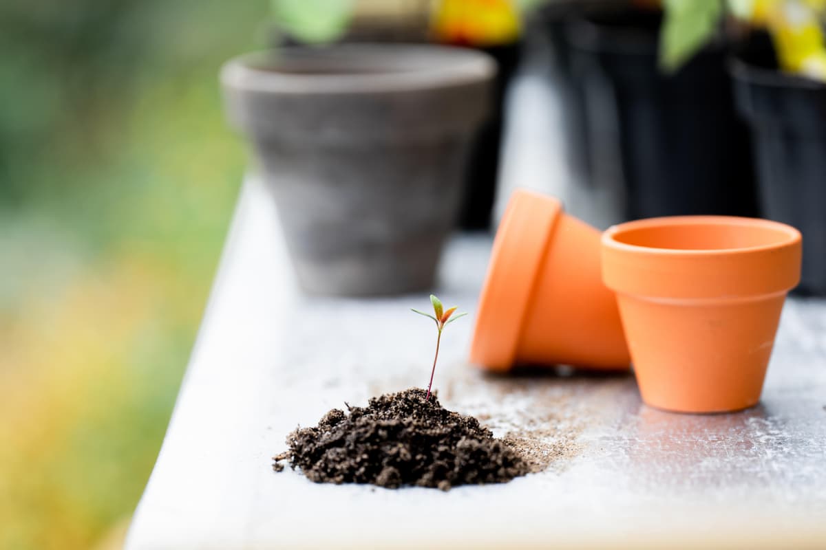 Illustration de l'événement : Petits chantiers au jardin