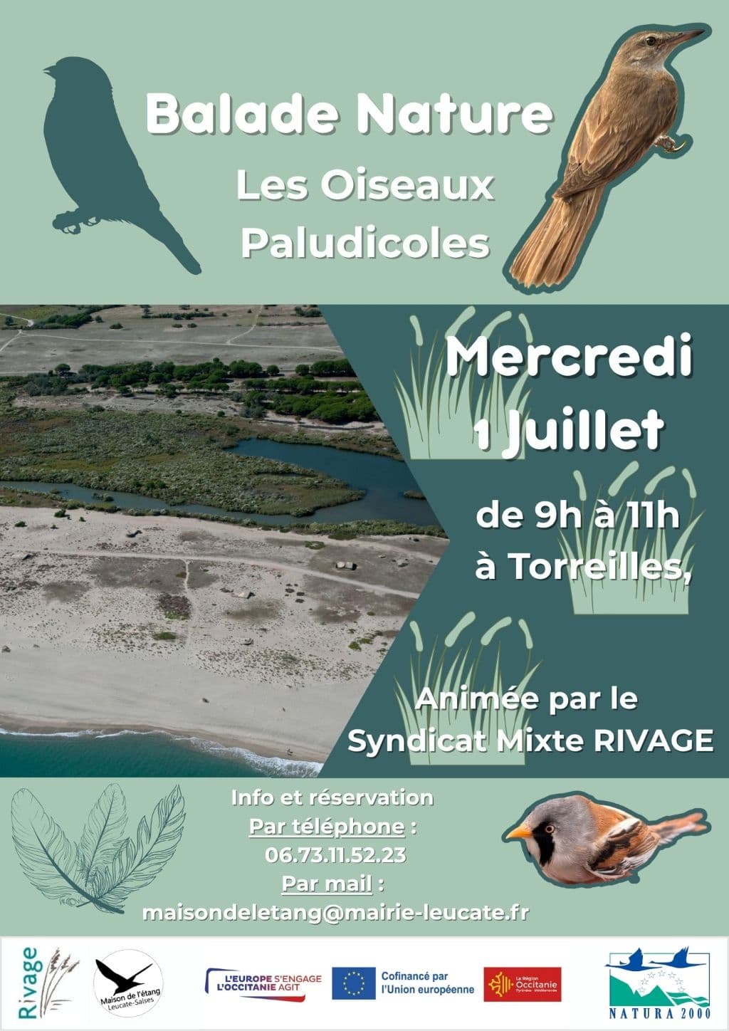 Illustration de l'événement : BALADE NATURE, LES OISEAUX PALUDICOLES