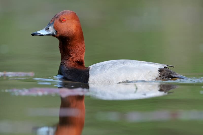 Illustration de l'événement : Les oiseaux d'eau du Domaine du Plessis