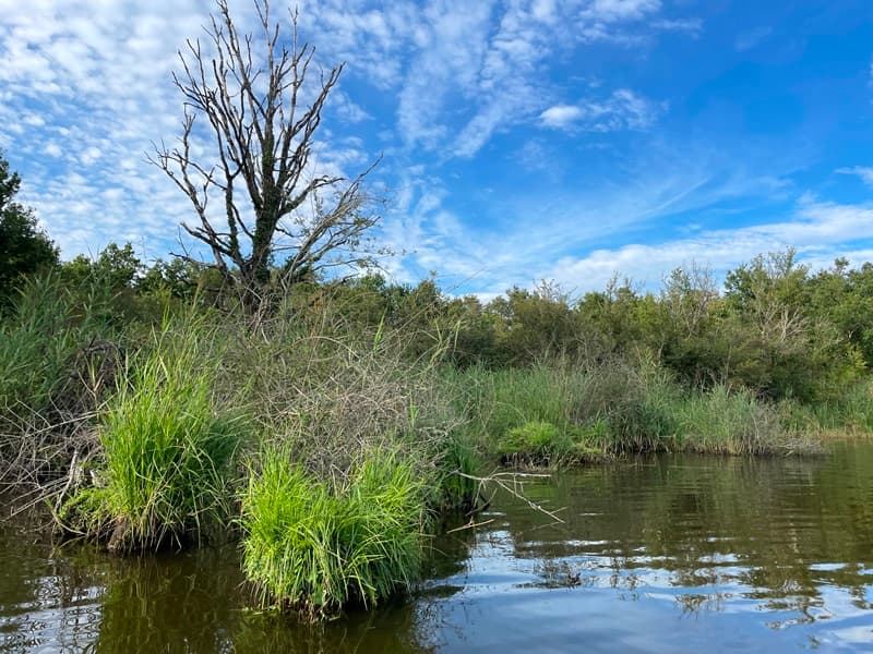 Illustration de l'événement : La Brenne, mosaïque de milieux